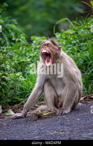 Monkey Ausdruck - Ooty Tamilnadu Indien Stockfoto