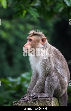 Monkey Ausdruck - Ooty Tamilnadu Indien Stockfoto