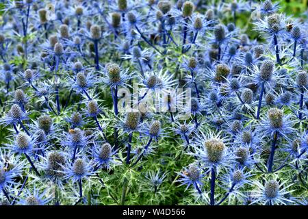 Ein Büschel des blauen Eryngium Blumen. Stockfoto