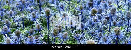 Ein Büschel des blauen Eryngium Blumen. Stockfoto