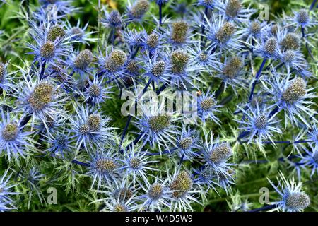 Ein Büschel des blauen Eryngium Blumen. Stockfoto