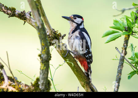 Buntspecht, Buntspecht (Dendrocopos major) Männchen Stockfoto
