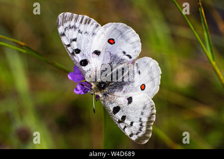 Mountain Apollo, Roter Apollo (clossiana Apollo) Stockfoto