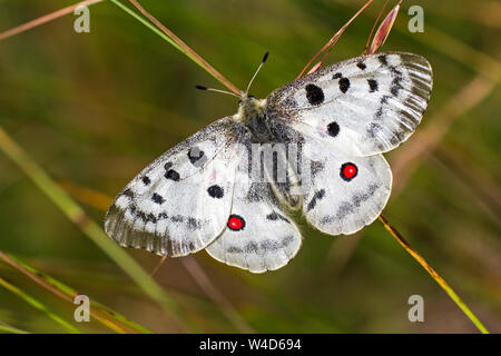 Mountain Apollo, Roter Apollo (clossiana Apollo) Stockfoto