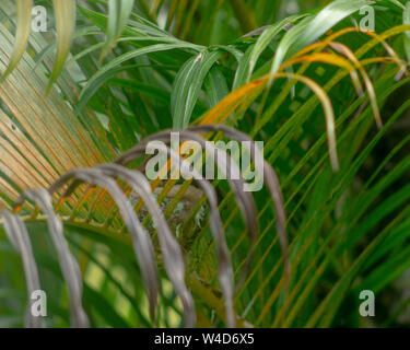 Costa Rica Kolibris Nesting Stockfoto