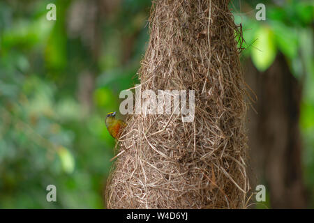 Costa Rica Kolibris Nesting Stockfoto