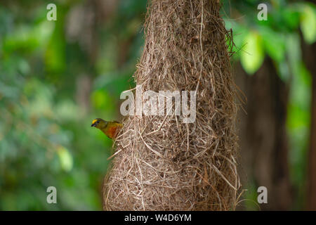 Costa Rica Kolibris Nesting Stockfoto