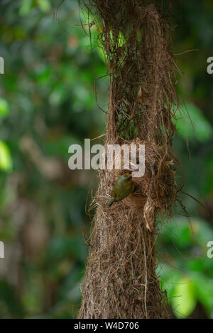 Costa Rica Kolibris Nesting Stockfoto