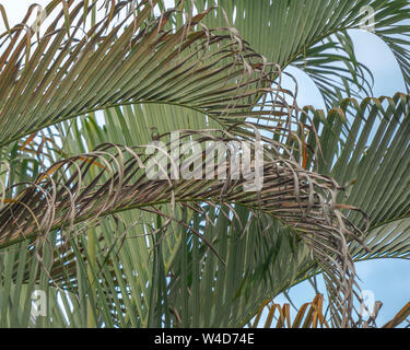 Costa Rica Kolibris Nesting Stockfoto