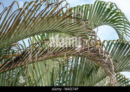 Costa Rica Kolibris Nesting Stockfoto