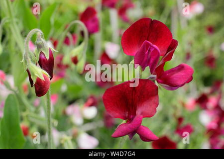 Lathyrus Odoratus 'Black Knight' Sweet pea angezeigte charakteristischen dunklen Blüten. Juli, Großbritannien Stockfoto