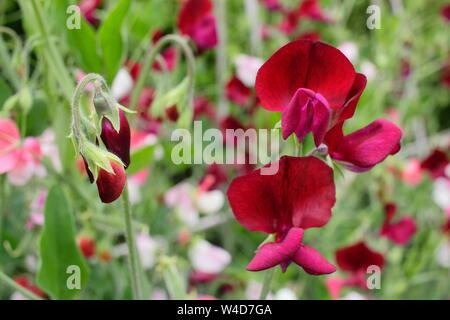 Lathyrus Odoratus 'Black Knight' Sweet pea angezeigte charakteristischen dunklen Blüten. Juli, Großbritannien Stockfoto