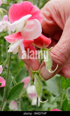 Lathyrus Odoratus. Kupplungsdrucköl Sweet pea Samenkapseln zu Blütezeit verlängern. Stockfoto