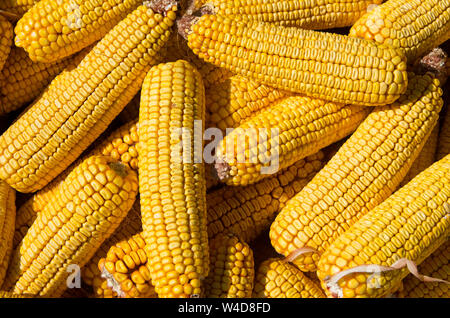 Mais Maiskolben Nahaufnahme. Körner reifer Mais. Feldhäcksler mealies Saatgut. Export und Import von Getreide. Stockfoto