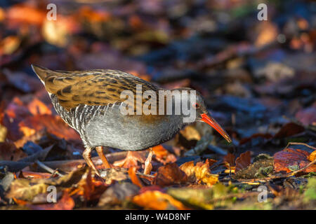 Wasser, Schiene, Wasserralle (Rallus Aquaticus) Stockfoto