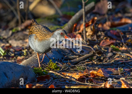 Wasser, Schiene, Wasserralle (Rallus Aquaticus) Stockfoto