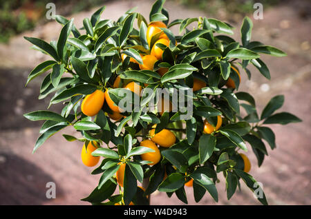 Eine kleine kumquat Baum, der reifen Früchte wachsen auf einer Terrasse in einem Englischen Garten in Großbritannien Stockfoto