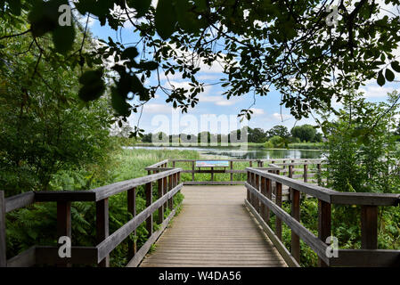 Woodberry Feuchtgebiete, London, UK. 22. Juli 2019. Einen warmen und sonnigen Tag an den Stauseen der Woodberry Feuchtgebiete Naturschutzgebiet im Norden von London. Quelle: Matthew Chattle/Alamy leben Nachrichten Stockfoto