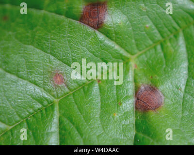 Nahaufnahme auf Cherry Leaf Spot. Stockfoto