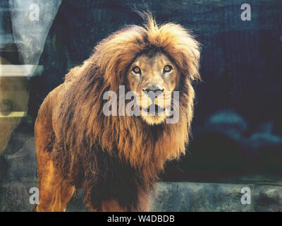 Die verträumte wie ein Löwe im Zoo. Der König der Tiere, die größte Katze der Welt. Die gefährlichsten und mächtige Raubtier der Welt Stockfoto