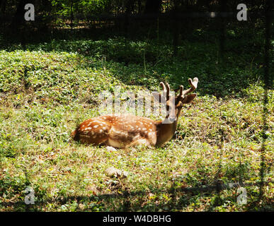 Nahaufnahme von damwild auf dem Boden liegend vor der Kamera Stockfoto