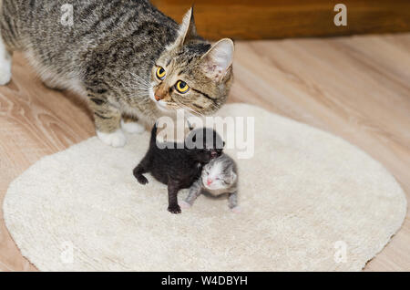 Neugeborene Kätzchen auf der Matte und eine Katze hinter sich. Selektiver Fokus Stockfoto