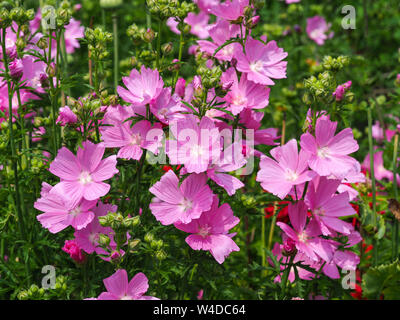 Rosa prairie Mallow (sidalcea) Blumen in einer gemischten Sommer Grenze Stockfoto