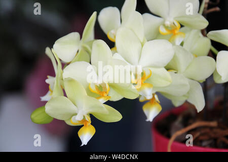 Nahaufnahme von Blooming gelbe und weiße Phaleonopsis Orchideen mit einem unscharfen Hintergrund Stockfoto