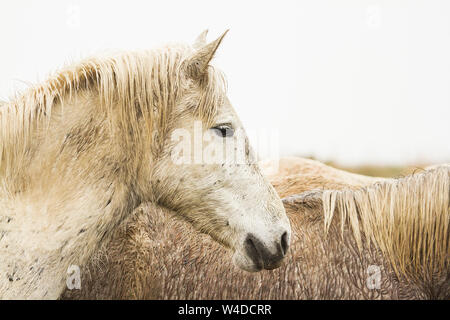 Die Camargue in Frankreich ist berühmt für seine schönen weißen Pferde. Überraschend, dass die Fohlen werden dunkel geboren und langsam weiß wie sie reifen. Stockfoto