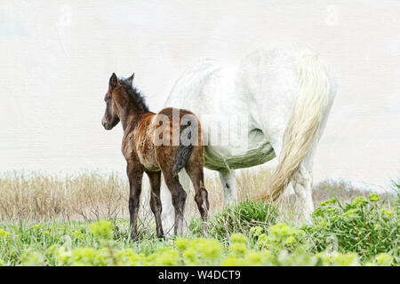 Die Camargue in Frankreich ist berühmt für seine schönen weißen Pferde. Überraschend, dass die Fohlen werden dunkel geboren und langsam weiß wie sie reifen. Stockfoto