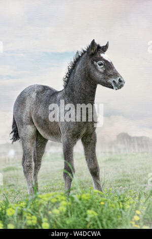 Die Camargue in Frankreich ist berühmt für seine schönen weißen Pferde. Überraschend, dass die Fohlen werden dunkel geboren und langsam weiß wie sie reifen. Stockfoto