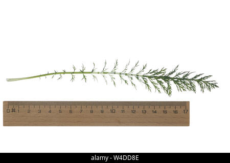 Schafgarbe, Schafgarbe, Gewöhnliche Wiesen-Schafgarbe, Schafgabe, Achillea millefolium, Schafgarbe, Common Yarrow, Achillée millefeuille, la Millefeuille. Stockfoto