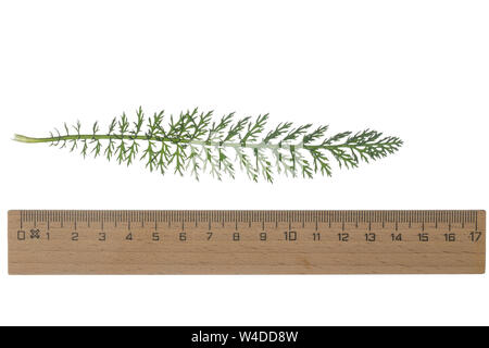 Schafgarbe, Schafgarbe, Gewöhnliche Wiesen-Schafgarbe, Schafgabe, Achillea millefolium, Schafgarbe, Common Yarrow, Achillée millefeuille, la Millefeuille. Stockfoto