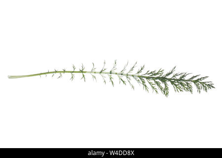 Schafgarbe, Schafgarbe, Gewöhnliche Wiesen-Schafgarbe, Schafgabe, Achillea millefolium, Schafgarbe, Common Yarrow, Achillée millefeuille, la Millefeuille. Stockfoto