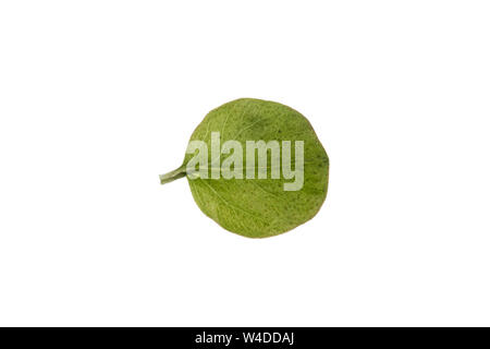 , Pfennig-Gilbweiderich pfennigkraut Lysimachia nummularia, Kriechen, Jenny, moneywort, Kraut, twopence twopenny Gras, La lysimaque nummulaire, la Kraut Stockfoto