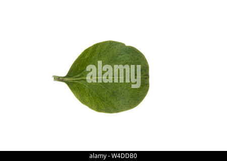 , Pfennig-Gilbweiderich pfennigkraut Lysimachia nummularia, Kriechen, Jenny, moneywort, Kraut, twopence twopenny Gras, La lysimaque nummulaire, la Kraut Stockfoto