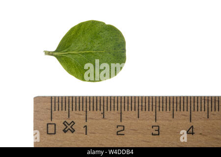 , Pfennig-Gilbweiderich pfennigkraut Lysimachia nummularia, Kriechen, Jenny, moneywort, Kraut, twopence twopenny Gras, La lysimaque nummulaire, la Kraut Stockfoto