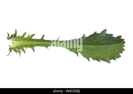 Margerite, Wiesen-Margerite, Wiesenmargerite, Magerwiesen-Margerite, dichter Margeriten-Bestand, Leucanthemum vulgare, Chrysanthemum leucanthemum, Leu Stockfoto