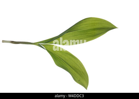 Maiglöckchen Maiglöckchen, Gewöhnliches, Mai-Glöckchen, Convallaria majalis, Life-of-the-Valley, Maiglöckchen, Muguet, muguet de Mai. Blatt, Blä Stockfoto