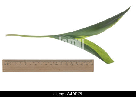 Maiglöckchen Maiglöckchen, Gewöhnliches, Mai-Glöckchen, Convallaria majalis, Life-of-the-Valley, Maiglöckchen, Muguet, muguet de Mai. Blatt, Blä Stockfoto