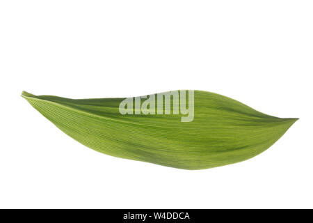Maiglöckchen Maiglöckchen, Gewöhnliches, Mai-Glöckchen, Convallaria majalis, Life-of-the-Valley, Maiglöckchen, Muguet, muguet de Mai. Blatt, Blä Stockfoto