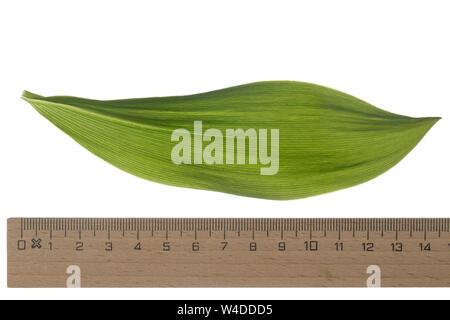 Maiglöckchen Maiglöckchen, Gewöhnliches, Mai-Glöckchen, Convallaria majalis, Life-of-the-Valley, Maiglöckchen, Muguet, muguet de Mai. Blatt, Blä Stockfoto