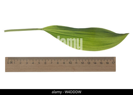 Maiglöckchen Maiglöckchen, Gewöhnliches, Mai-Glöckchen, Convallaria majalis, Life-of-the-Valley, Maiglöckchen, Muguet, muguet de Mai. Blatt, Blä Stockfoto