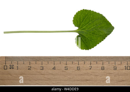 Märzveilchen, März-Veilchen, Duftveilchen, Wohlriechendes Veilchen, Veilchen, Viola odorata, Holz violett, Violett, Lila, Violett, Gemeinsame Stockfoto