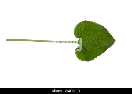 Märzveilchen, März-Veilchen, Duftveilchen, Wohlriechendes Veilchen, Veilchen, Viola odorata, Holz violett, Violett, Lila, Violett, Gemeinsame Stockfoto