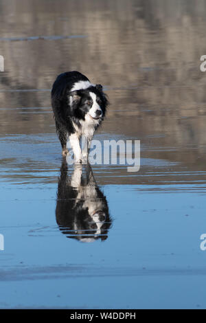 Eine schwarze und weisse Schafe Hund beim Spaziergang auf dem nassen Strand von Cornwall Stockfoto