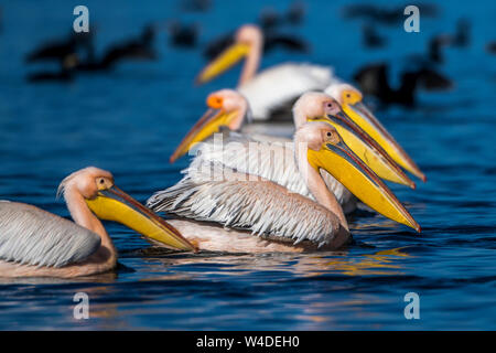 Great White Pelican, White Pelican, rosa Pelikan, weiße Pelikan, Rosapelikane (Pelecanus onocrotalus) Stockfoto