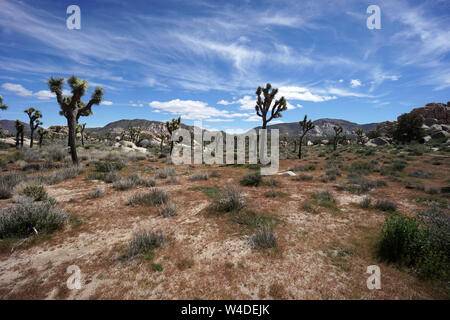 Joshua Tree Nationalpark Stockfoto