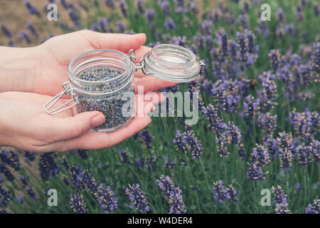 Frau mit in ihre Hände öffnen Glas Glas von Lavendel Blumen. Lavendel Feld für den Hintergrund. Stockfoto