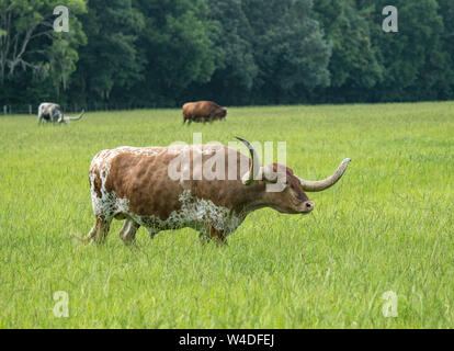 Longhorn Rinder weiden in üppigem Gras Weide Gras Stockfoto